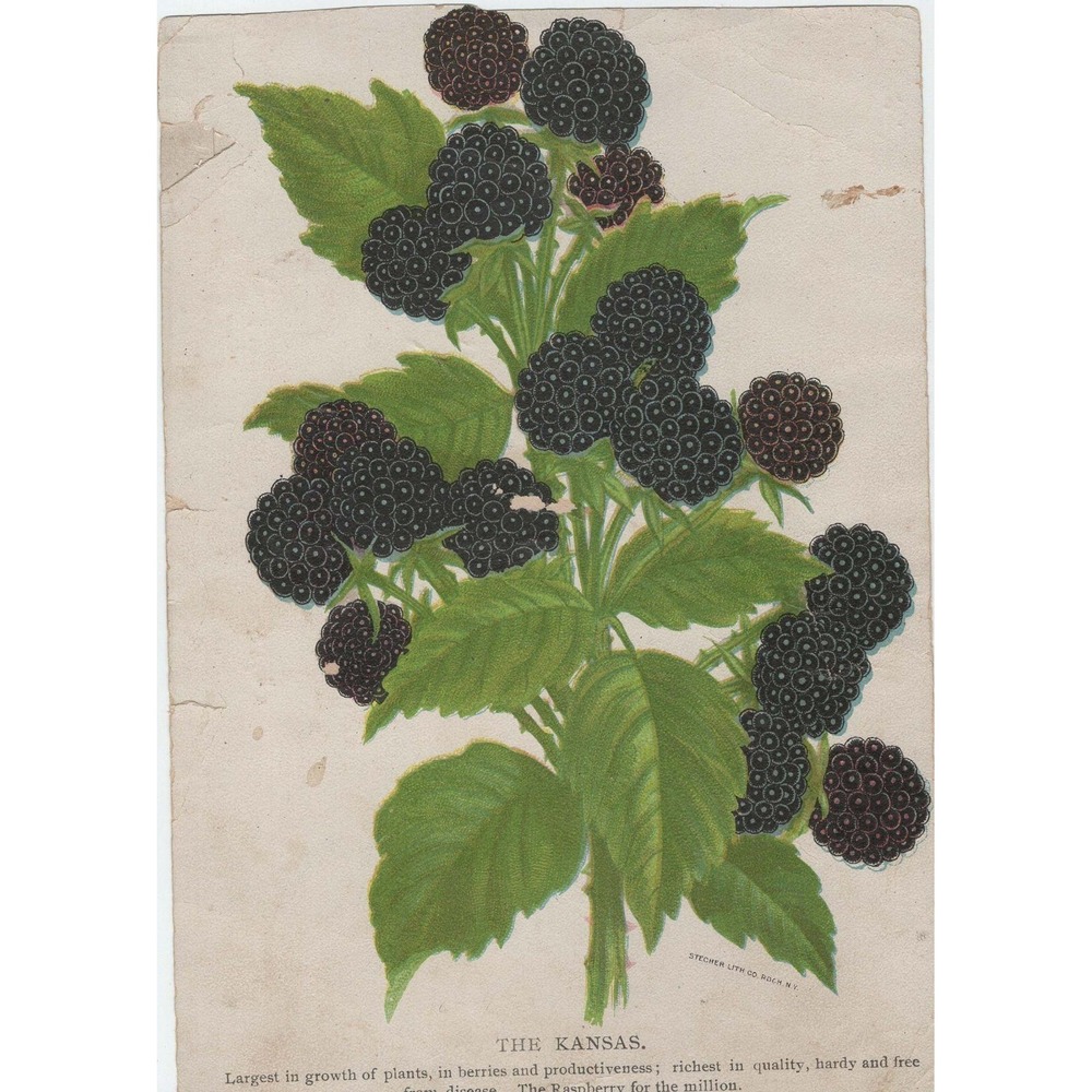 Antique Stecher Litho Co The Kansas Black Raspberry Nursery Plate Botanical Art